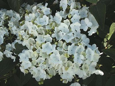 Snowball Viburnum Viburnum macrocephalum from Pender Nursery