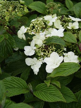 Mariesii Doublefile Viburnum Viburnum plicatum f. tomentosum 'Mariesii' from Pender Nursery