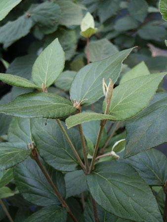 Judd Viburnum Viburnum x juddii from Pender Nursery