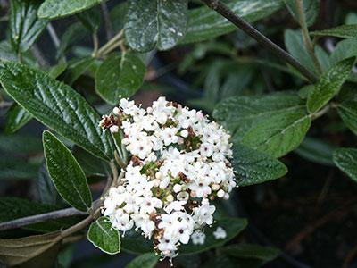 Prague Viburnum Viburnum x pragense from Pender Nursery
