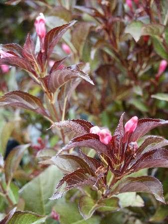 Wine & Roses® Weigela Weigela florida Wine & Roses® PP#10772 from Pender Nursery