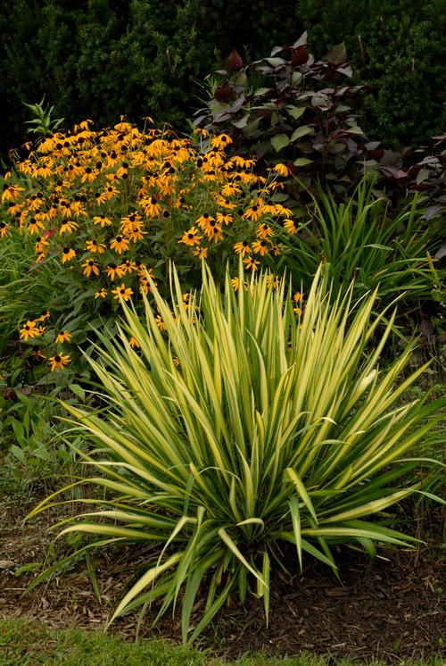 Color Guard Adam's Needle Yucca filamentosa 'Color Guard' from Pender Nursery