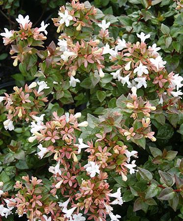 Rose Creek Abelia Abelia x 'Rose Creek' from Pender Nursery