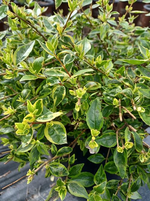 Radiance Abelia Abelia grandiflora 'Radiance' PP#21929 from Pender Nursery