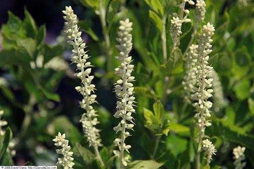 Sixteen Candles Clethra Clethra alnifolia Sixteen Candles from Pender Nursery