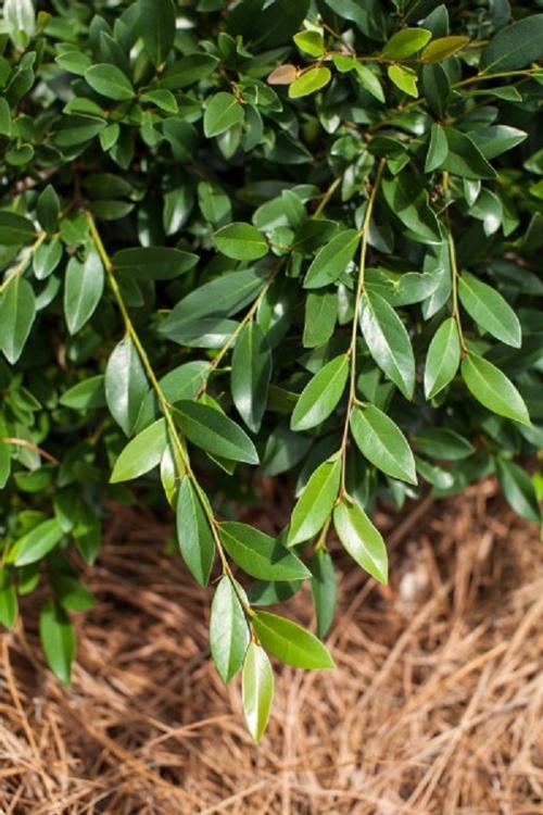 Vintage Jade Distylium Distylium Vintage Jade PP#23128 from Pender Nursery