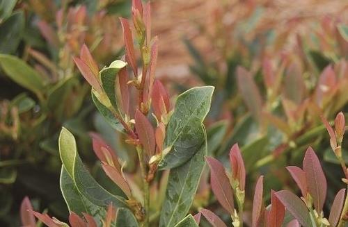 Blue Cascade® Distylium Distylium Blue Cascade® PP#24409 from Pender Nursery