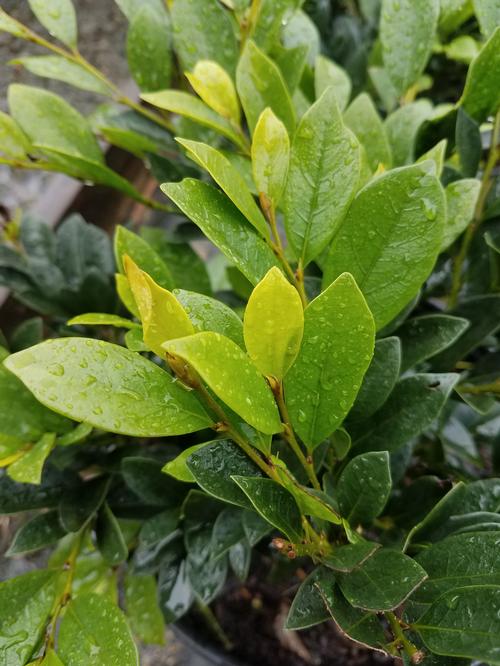 Emerald Heights® Distylium Distylium Emerald Heights® PP#24410 from Pender Nursery