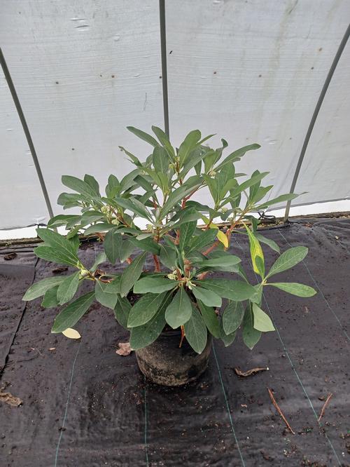 Paperbush Edgeworthia chrysantha from Pender Nursery