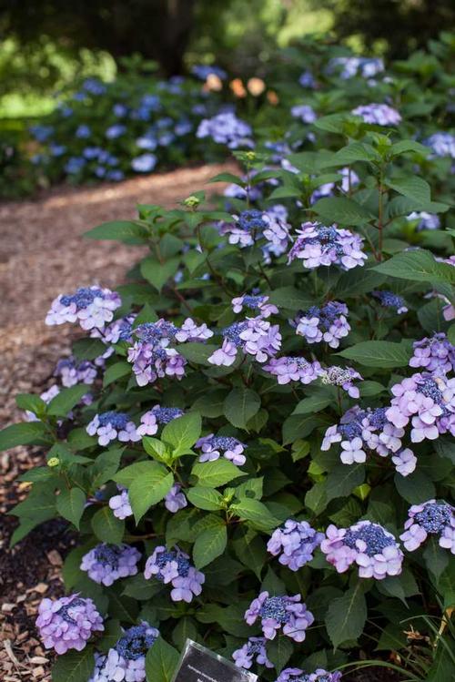 Twist-n-Shout® Hydrangea Hydrangea macrophylla Twist-N-Shout® PP#20176 from Pender Nursery