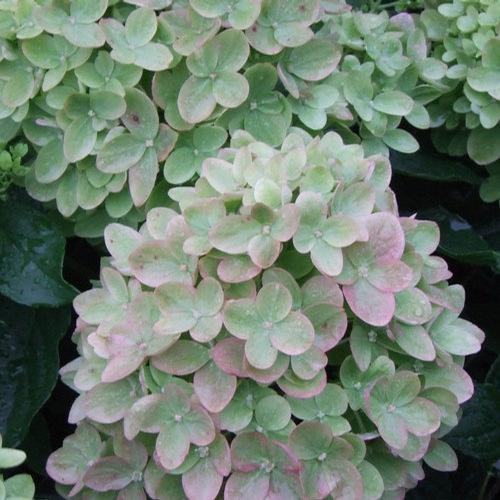 Little Lime® Hardy Hydrangea Hydrangea paniculata Little Lime® PP#22330 from Pender Nursery