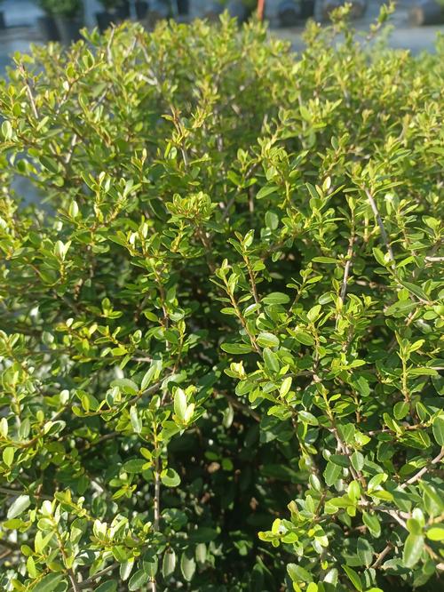 Dwarf Yaupon Holly Ilex vomitoria 'Schillings' from Pender Nursery