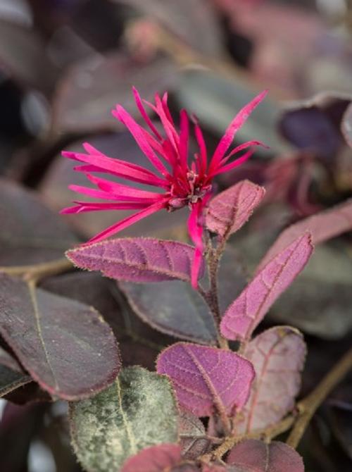 Crimson Fire™ Loropetalum Loropetalum chinensis v. r. Crimson Fire™ PP#25534 from Pender Nursery