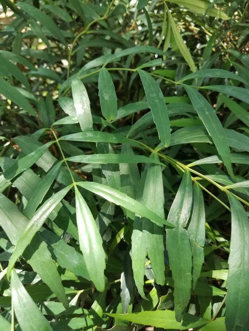 Narihira Mahonia Mahonia confusa Narihira from Pender Nursery