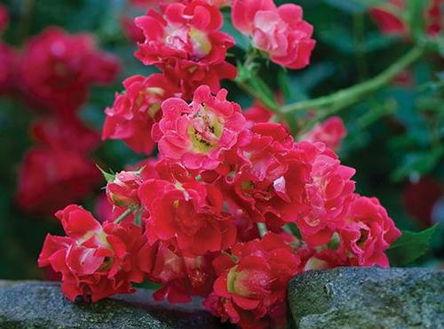 Drift® Red Rose Rosa Red Drift® PP#17877 from Pender Nursery