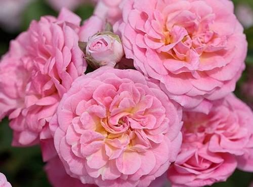 Drift® Sweet Rose Rosa Sweet Drift® PP#21612 from Pender Nursery
