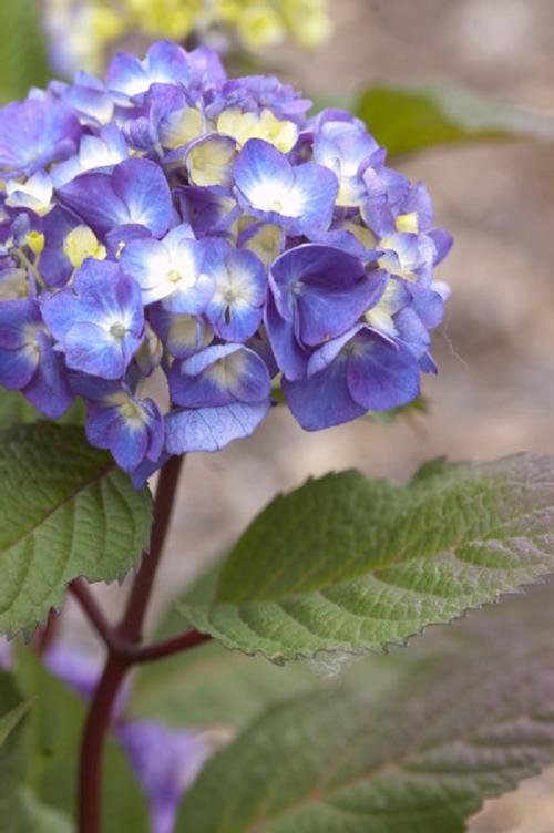 Endless Summer® Bloomstruck® Hydrangea Hydrangea macrophylla Bloomstruck® PP#25566 from Pender Nursery