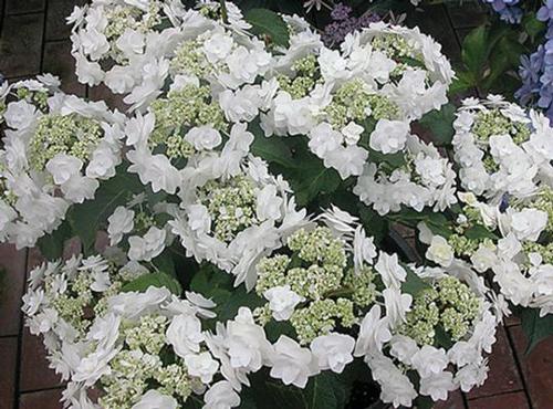 Wedding Gown™ Hydrangea Hydrangea macrophylla Wedding Gown™ PP#21052 from Pender Nursery