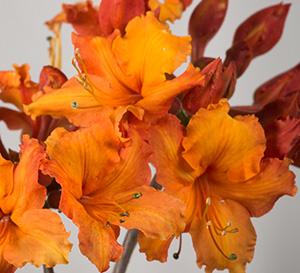 Solar Glow™ Sunbow® Azalea Rhododendron Sunbow® Solar Glow™ PPAF from Pender Nursery