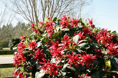 Miss Scarlett® Illicium Illicium floridanum Miss Scarlett® PP#24640 from Pender Nursery