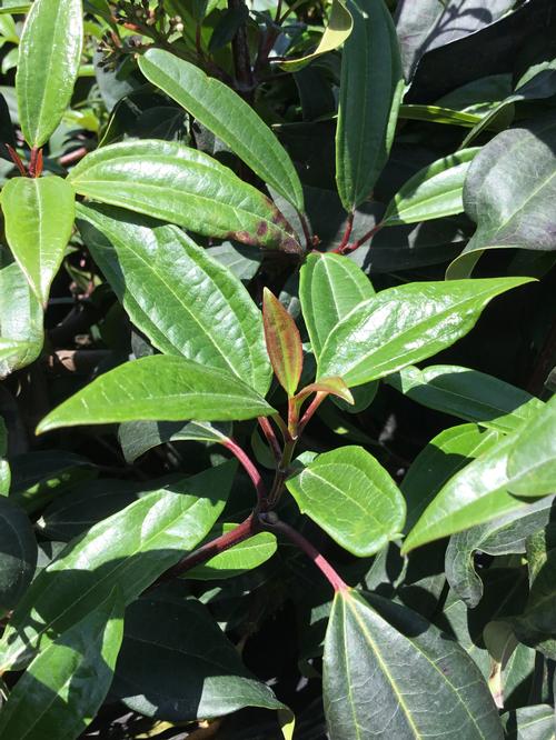 Moonlit Lace® Viburnum Viburnum x Moonlit Lace® from Pender Nursery