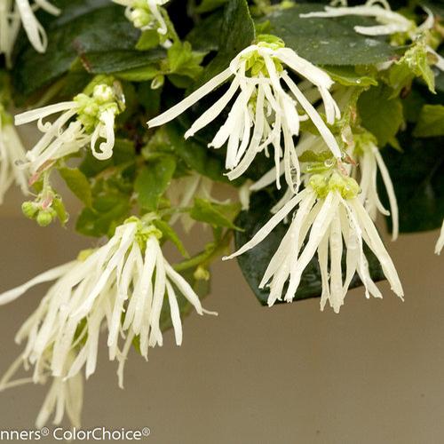Jazz Hands® Dwarf White Chinese Fringe-Flower Loropetalum chinense Dwarf White PP#27751 from Pender Nursery