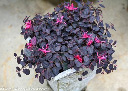 Jazz Hands Mini® Chinese Fringe-Flower Loropetalum chinense Mini® PP#27752 from Pender Nursery
