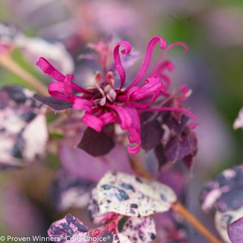 Jazz Hands® Variegated® Chinese Fringe-Flower Loropetalum chinense Variegated® PP#27713 from Pender Nursery