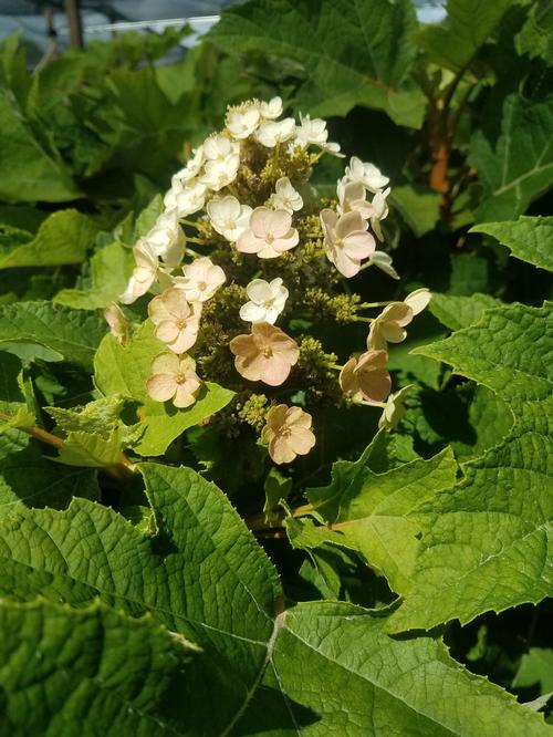 Munchkin Oakleaf Hydrangea Hydrangea quercifolia Munchkin from Pender Nursery