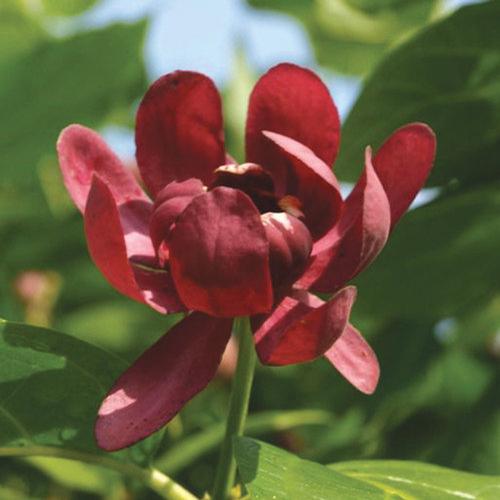 Aphrodite Carolina Sweetshrub Calycanthus 'Aphrodite' PP#24014 from Pender Nursery