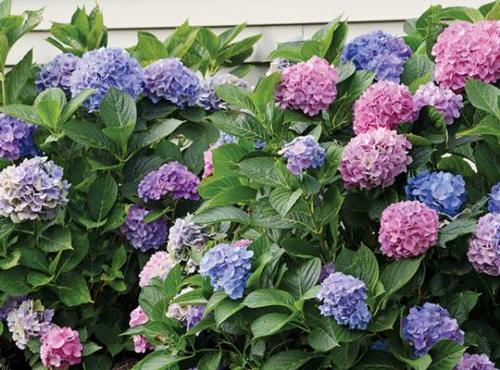 L.A. Dreamin'® Hydrangea Hydrangea macrophylla L.A. Dreamin'® PP#26249 from Pender Nursery