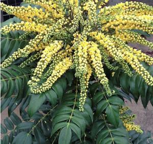 Marvel Mahonia Mahonia x media 'Marvel' PP#27425 from Pender Nursery