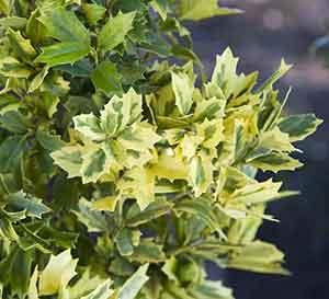Golden Oakland® Holly Ilex x Golden Oakland® PP#30451 from Pender Nursery