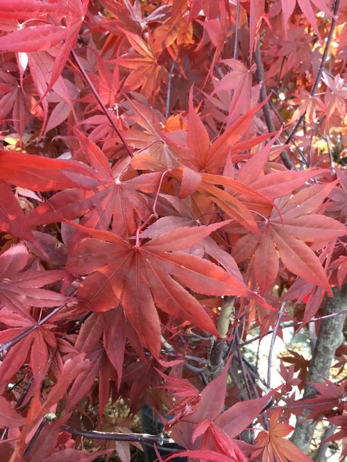 Emperor I Japanese Maple Acer palmatum 'Emperor I' from Pender Nursery