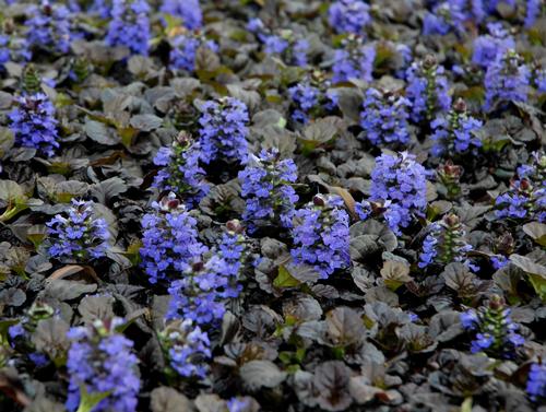 Black Scallop Bugleweed Ajuga reptans 'Black Scallop' PP#15815 from Pender Nursery