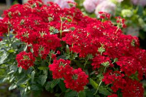 EnduraScape™ Red Verbena Verbena x EnduraScape™ Red PP#26132 from Pender Nursery