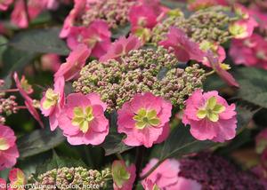 Tuff Stuff™ Red Mountain Hydrangea Hydrangea serrata Tuff Stuff™ Red PP#28672 from Pender Nursery