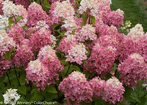 Fire Light® Hardy Hydrangea Hydrangea paniculata Fire Light® PP#25135 from Pender Nursery