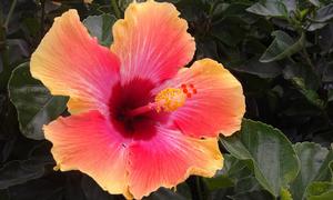 Fiesta Tropical Hibiscus Hibiscus rosa-sinensis Fiesta from Pender Nursery