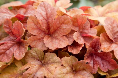 Buttered Rum Heucherella Heucherella 'Buttered Rum' PP#25040 from Pender Nursery