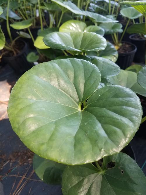 Giant Leopard Plant Farfugium japonicum 'Giganteum' from Pender Nursery