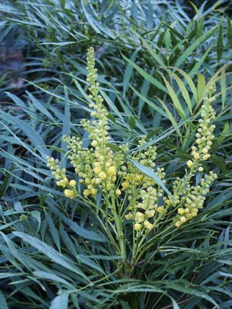 Soft Caress Mahonia Mahonia eurybracteata 'Soft Caress' PP#20183 from Pender Nursery