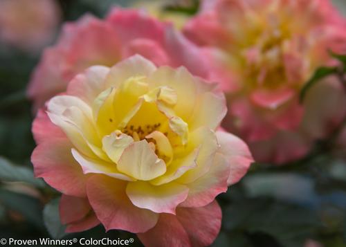 Oso Easy® Italian Ice® Rose Rosa Italian Ice® PP#26532 from Pender Nursery