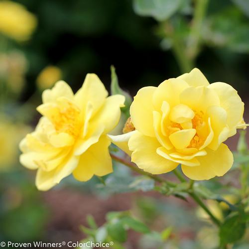 Oso Easy® Lemon Zest® Rose Rosa Lemon Zest® PP#26914 from Pender Nursery