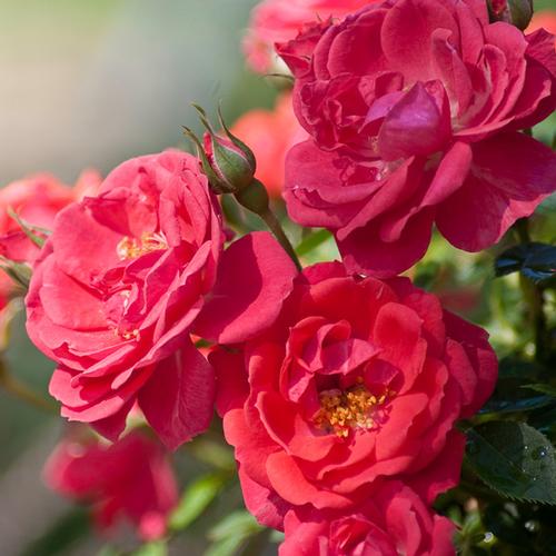 Oso Easy® Mango Salsa Rose Rosa Mango Salsa PP#22190 from Pender Nursery