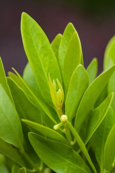 BananAppeal® Illicium Illicium parviflorum BananAppeal® PP#28887 from Pender Nursery