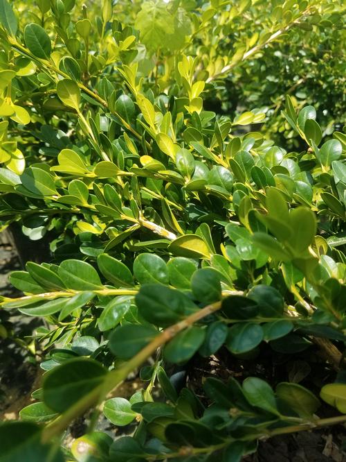 Unraveled Weeping Boxwood Buxus sempervirens Unraveled from Pender Nursery