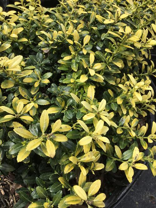 Golden Soft Touch Japanese Holly Ilex crenata 'Golden Soft Touch' from Pender Nursery