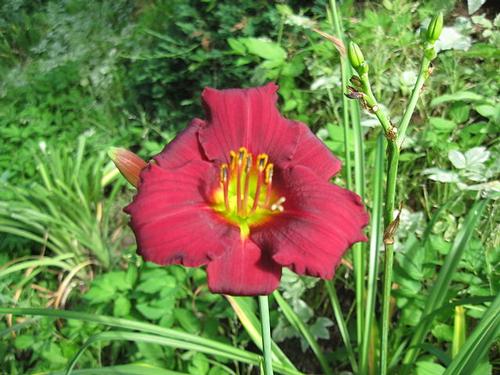 Ruby Stella Daylily Hemerocallis Ruby Stella from Pender Nursery