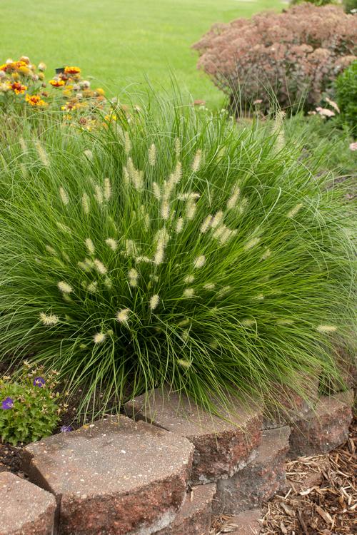 Little Bunny Fountain Grass Pennisetum alopecuroides 'Little Bunny' from Pender Nursery